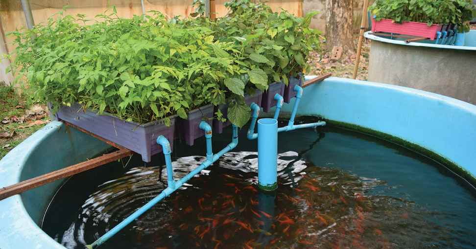 Aquaponics: Sustainable Farming with Fish and Plants